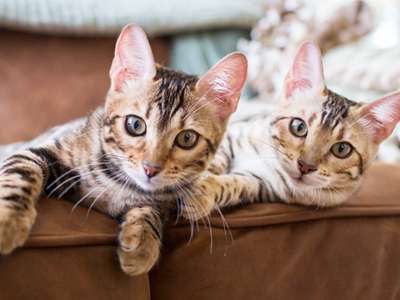Gato nuevo adaptándose a su hogar con cama, arenero y juguetes en Jerez de la Frontera