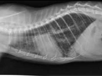 Gato en consulta veterinaria por asma felina en Jerez de la Frontera