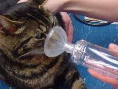 Gato en consulta veterinaria por asma felina en Jerez de la Frontera
