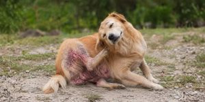 Perro con dermatitis alérgica en consulta veterinaria en Jerez de la Frontera