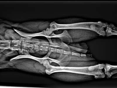 Perro pequeño en consulta veterinaria por enfermedad de Legg-Calvé-Perthes en Jerez