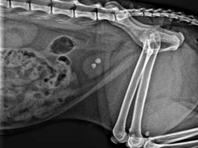 Gato en consulta veterinaria por piedras en la vejiga en Jerez de la Frontera