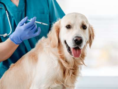 Perro en consulta veterinaria para vacunación en Jerez de la Frontera