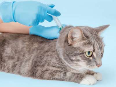 Gato en consulta veterinaria para vacunación en Jerez de la Frontera